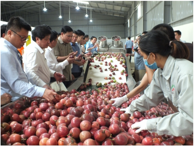 Trung Quốc đồng ý nhập khẩu thí điểm chanh leo Việt Nam bắt đầu từ ngày 1/7