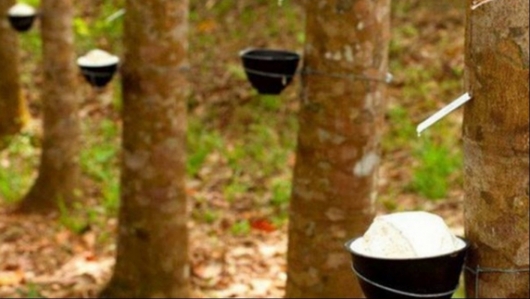 Giá cao su hôm nay 4/8: Trái chiều trên sàn giao dịch
