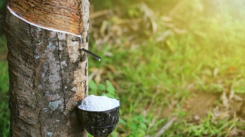 Giá cao su hôm nay 13/8: Quay đầu giảm
