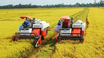 Giá lúa gạo đã tăng trở lại