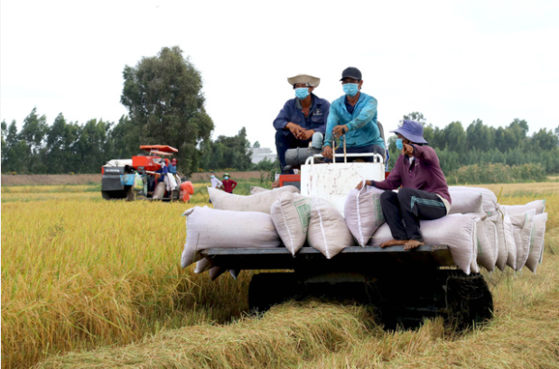 Bộ Công Thương kiến nghị mở “luồng xanh” cho vận tải đường thủy để tiêu thụ lúa gạo ở các tỉnh ĐBSCL