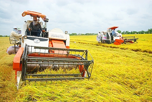 Bộ Công Thương kiến nghị mở “luồng xanh” cho vận tải đường thủy để tiêu thụ lúa gạo ở các tỉnh ĐBSCL
