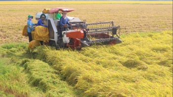 Tạo điều kiện thuận lợi thu mua, tiêu thụ lúa gạo vụ hè thu