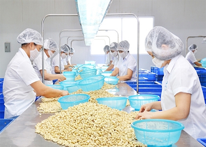 Tăng mua dịp gần Tết, xuất khẩu hạt điều sang Mỹ, Trung Quốc khởi sắc