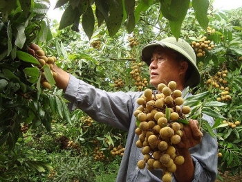 Kết nối cung cầu, tiêu thụ nhãn và nông sản tỉnh Hưng Yên