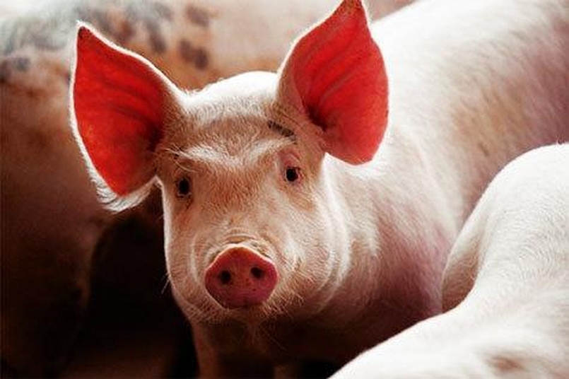 Giá thịt lợn hôm nay 5/11 cao nhất là 77.000 đồng/kg