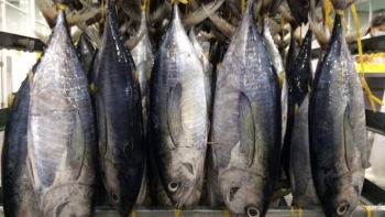 Sản phẩm cá ngừ của Việt Nam đang khó cạnh tranh ở thị trường Mỹ