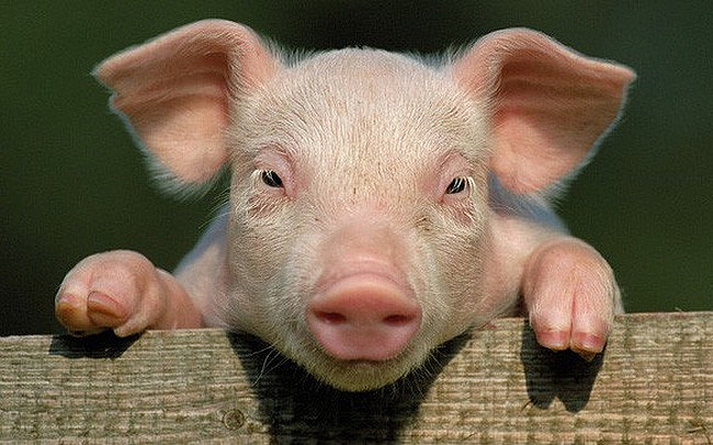 Giá thịt lợn hôm nay 20/11 đi ngang tại nhiều tỉnh thành