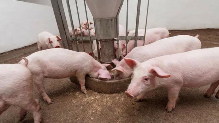 Cập nhật giá lợn hơi hôm nay 21/01/2022: Tiếp đà tăng những ngày giáp Tết