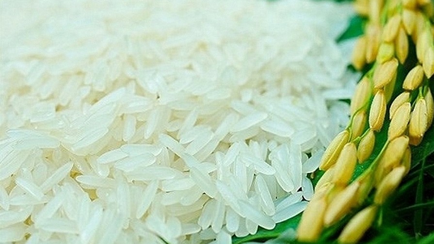 Cập nhật giá lúa gạo hôm nay 3/5/2022: Chưa xuất hiện điều chỉnh mới