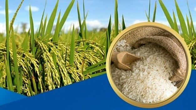 Cập nhật giá lúa gạo hôm nay 14/5/2022: Ổn định toàn thị trường