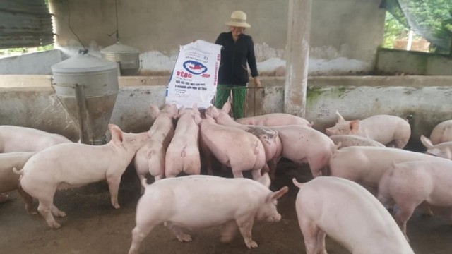 Cập nhật giá lợn hơi hôm nay 18/5/2022: Tăng nhẹ tại miền Trung, Tây Nguyên