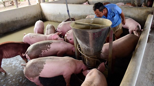 Cập nhật giá lợn hơi hôm nay 19/5/2022: Tiếp đà tăng nhẹ tại miền Trung