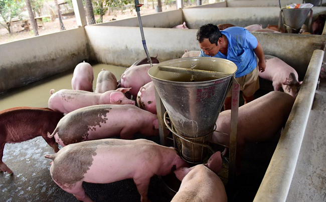 Cập nhật giá lợn hơi hôm nay 19/5/2022: Tiếp đà tăng nhẹ tại miền Trung
