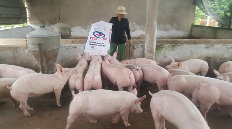 Cập nhật giá lợn hơi hôm nay 24/5/2022: Biến động trái chiều tại miền Nam
