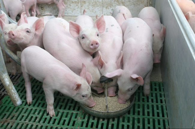 Cập nhật giá lợn hơi hôm nay 25/5/2022: Đồng loạt giảm nhẹ