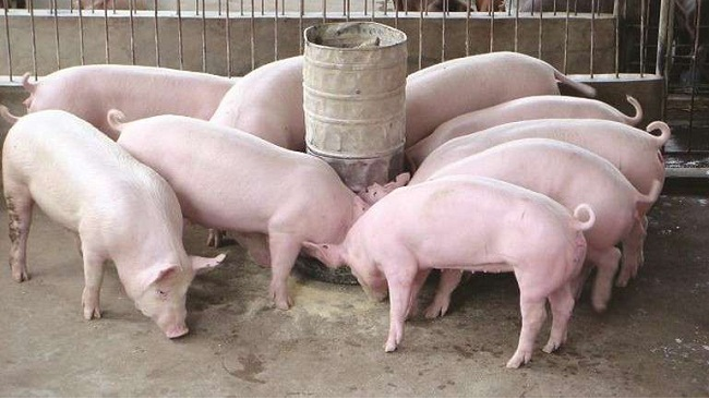 Cập nhật giá lợn hơi hôm nay 26/5/2022: Đảo chiều tăng nhẹ