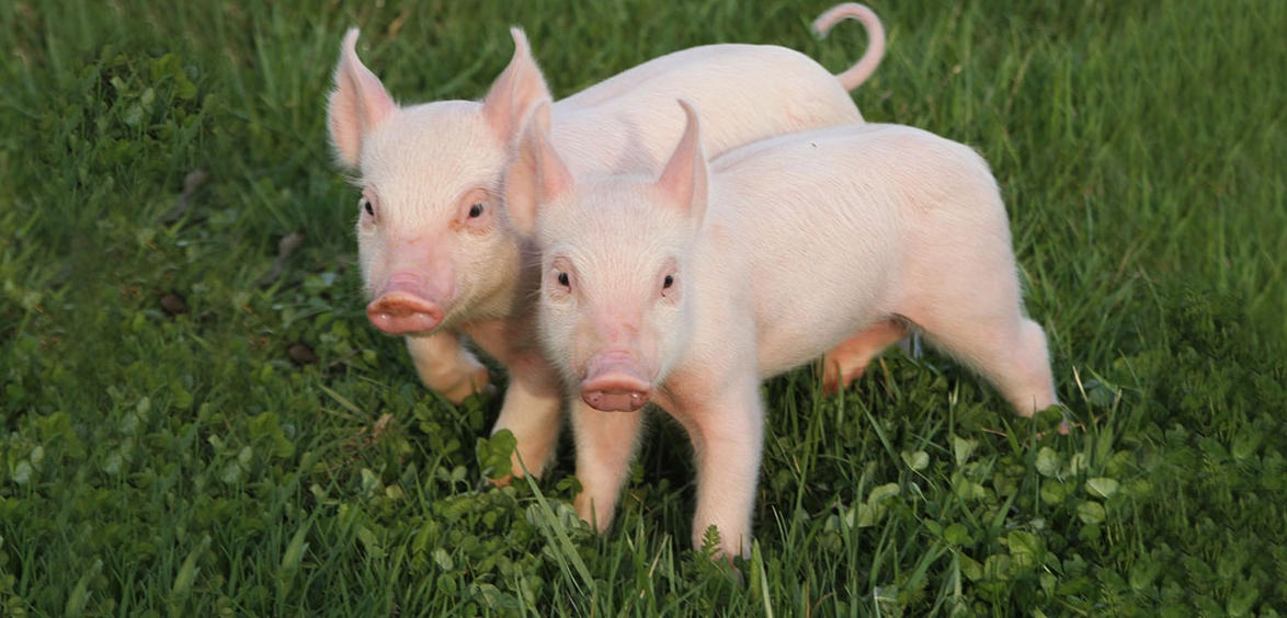 Cập nhật giá lợn hơi hôm nay 2/6/2022: Giảm nhẹ tại hai miền Bắc-Nam