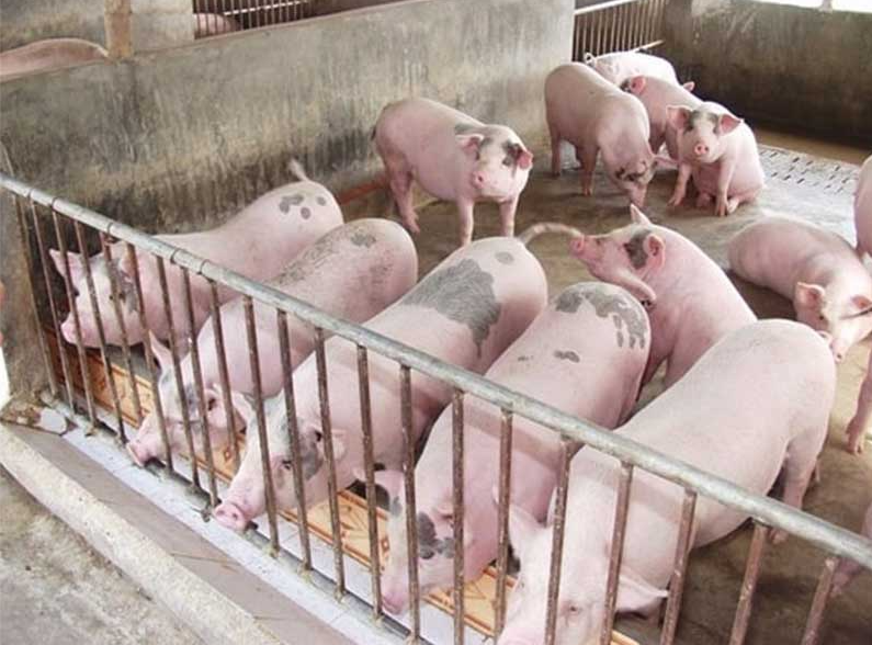 Cập nhật giá lợn hơi hôm nay 10/6/2022: Ổn định toàn thị trường