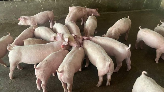 Cập nhật giá lợn hơi hôm nay 14/6/2022: Giảm nhẹ tại miền Nam