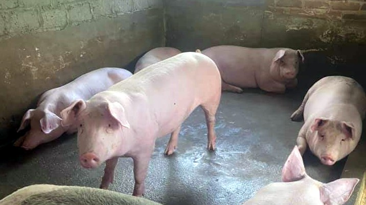 Cập nhật giá lợn hơi hôm nay 15/6/2022: Biến động trái chiều