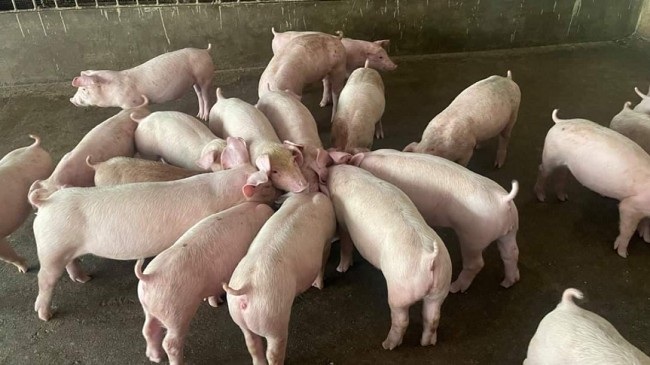 Cập nhật giá lợn hơi hôm nay 16/6/2022: Tăng giảm trái chiều tại miền Nam