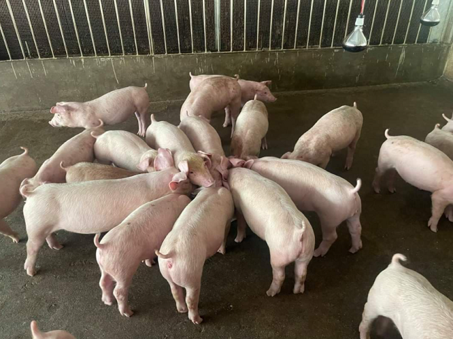 Cập nhật giá lợn hơi hôm nay 16/6/2022: Tăng giảm trái chiều tại miền Nam