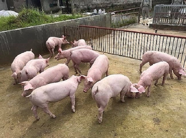 Cập nhật giá lợn hơi hôm nay 18/6/2022, ghi nhận giảm mạnh từ 1.000 - 4.000 đồng/kg ở nhiều tỉnh thành miền Trung, Tây Nguyên và miền Nam. Hiện giá lợn dao động trong khoảng 51.000 - 58.000 đồng/kg.