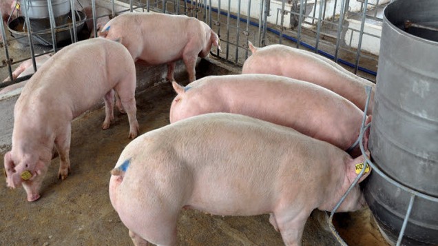 Cập nhật giá lợn hơi hôm nay 20/6/2022: Chững lại ngày đầu tuần