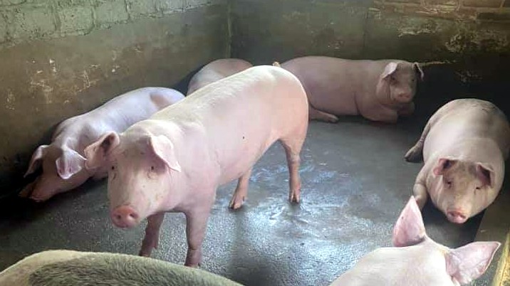 Giá lợn hơi hôm nay 22/6/2022: Giảm nhẹ tại hai miền Trung-Nam