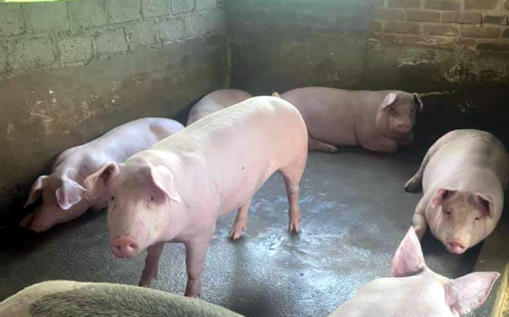 Giá lợn hơi hôm nay 22/6/2022: Giảm nhẹ tại hai miền Trung-Nam
