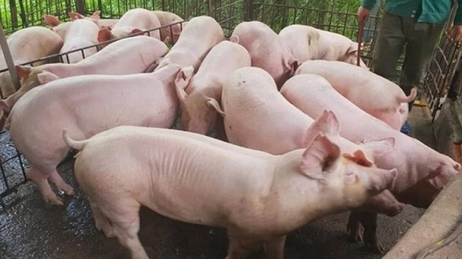 Giá lợn hơi hôm nay 5/7/2022: Tăng nhẹ ở một vài tỉnh thành