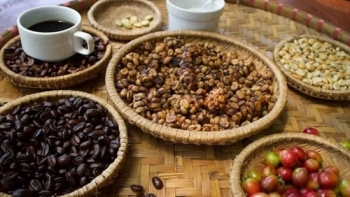 Giá cà phê hôm nay 19/2: Nhích thêm 100 đồng/kg