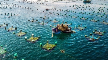 Nuôi hải sản trên biển cần gắn với thị trường
