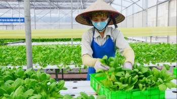 Quảng Ninh phát triển nhóm cây trồng chủ lực theo vùng sinh thái