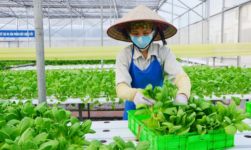 Quảng Ninh phát triển nhóm cây trồng chủ lực theo vùng sinh thái