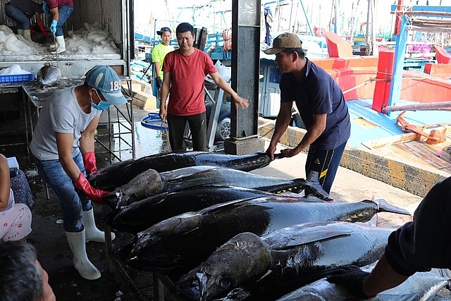 Cá ngừ Việt Nam - vươn mình vượt khó