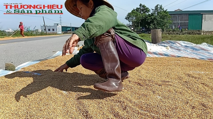 Hà Tĩnh: Lúa của người dân vùng tâm lũ bị hư hỏng, nảy mầm