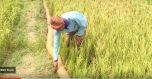 Hạn mặn kinh hoàng: Nước ngọt quý hơn vàng, 300.000/m3