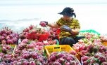 Bộ Công thương tiếp tục cảnh báo về xuất khẩu nông sản sang Trung Quốc