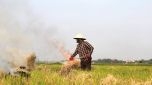 Hà Nội: Đề xuất cấm đốt rơm rạ, phụ phẩm cây trồng, chất thải rắn sinh hoạt không đúng quy định