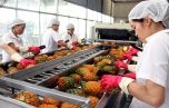 6 tháng đầu năm 2020, xuất khẩu rau quả giảm 11,4%