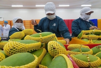 Xuất khẩu rau quả 6 tháng đầu năm giảm hơn 12% so với cùng kỳ