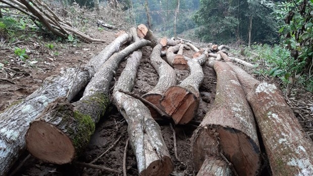 Phú Thọ: Kỷ luật tập thể, cá nhân để xảy ra phá rừng đặc dụng tại Vườn Quốc gia Xuân Sơn