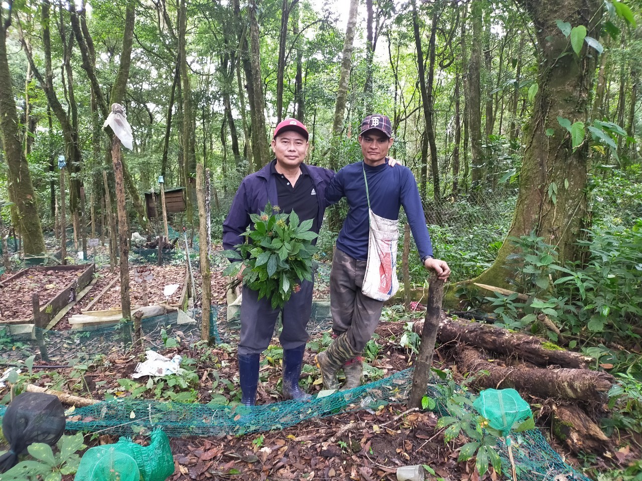 Đưa cây sâm Ngọc Linh trở thành cây “Quốc bảo” của Việt Nam