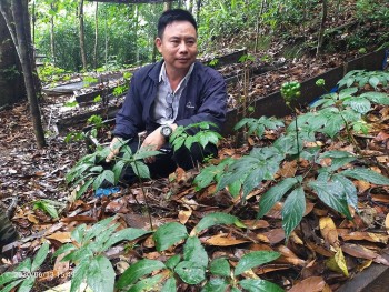 Đưa cây sâm Ngọc Linh trở thành cây “Quốc bảo” của Việt Nam