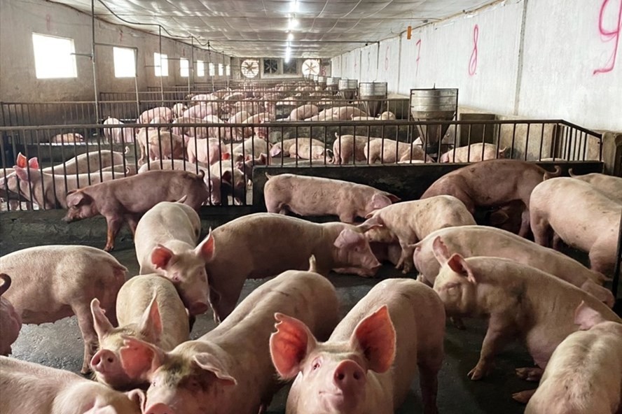 Giá lợn hơi thoát đáy, tuần tới có thể tăng thêm 15.000 đồng/kg