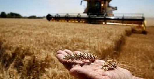 Thị trường nông sản phân hóa, nhập khẩu thức ăn chăn nuôi suy giảm